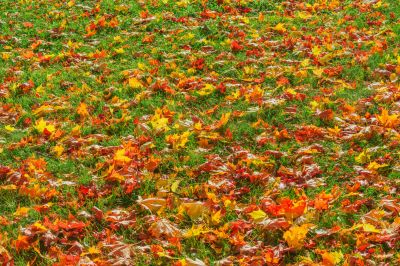 Autumn Leaf Removal in Ventura County, CA
