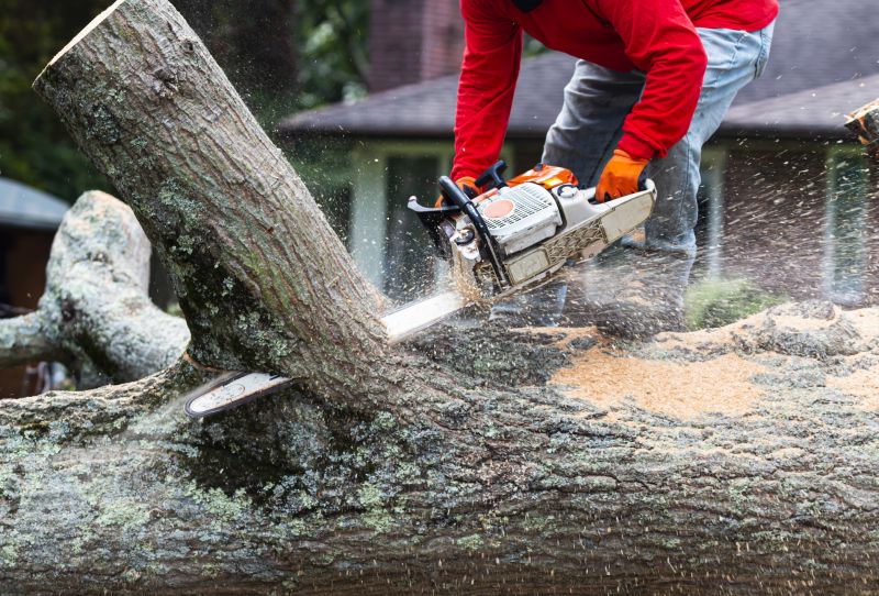 Tree Debris Removal