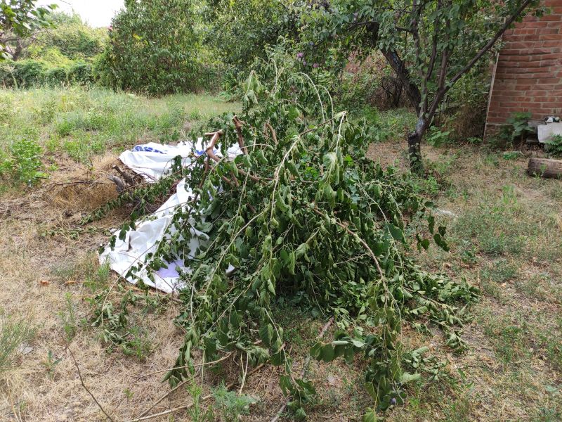 Tree Branches Removal in Ventura County, CA