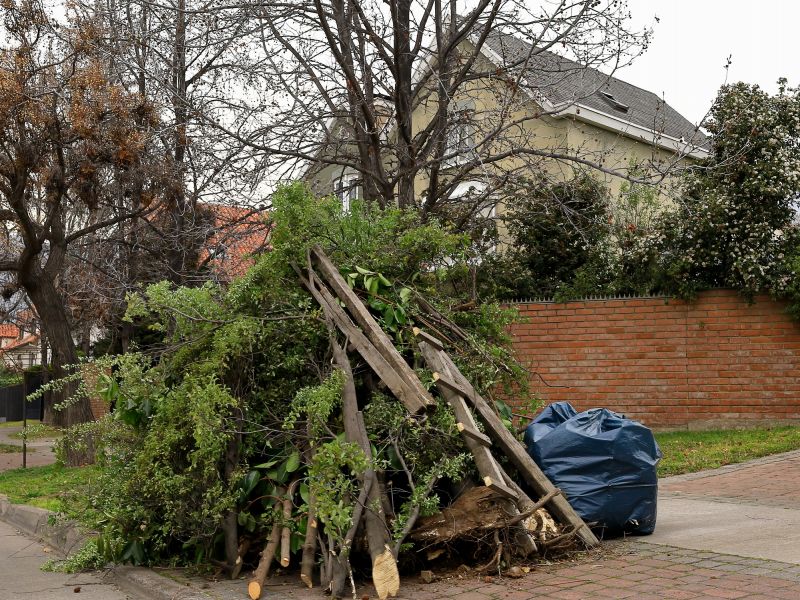 Contact About Tree Debris Removal